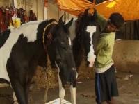 News video: Traditional Horse and Carriage Business